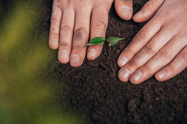 partial view of man planting young plant in ground, earth day concept