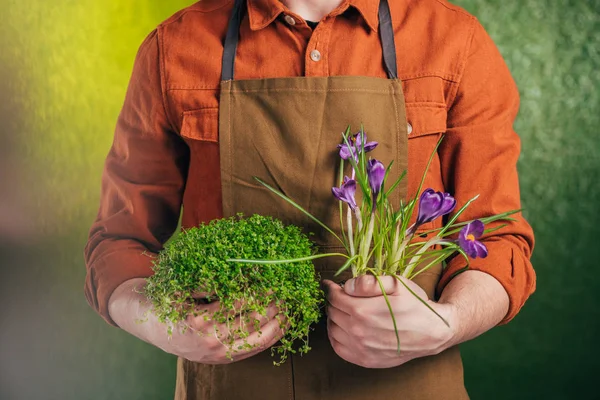 Partial View Man Holding Blowing Crocus Plant Blurred Background Earth — Stock Photo, Image