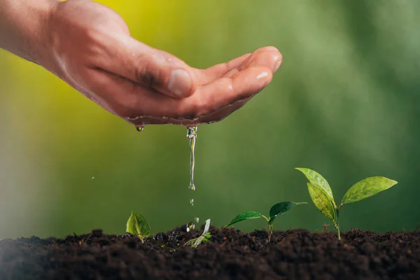 Partial View Man Watering Young Green Plant Blurred Background Earth — Stock Photo, Image
