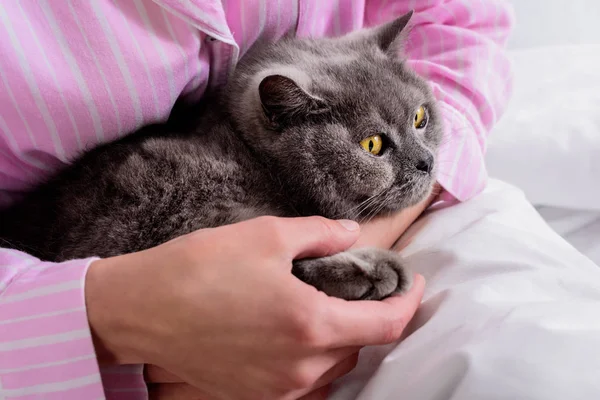 Обрізаний знімок жінки з британським короткошерстим котом на ліжку вдома — стокове фото
