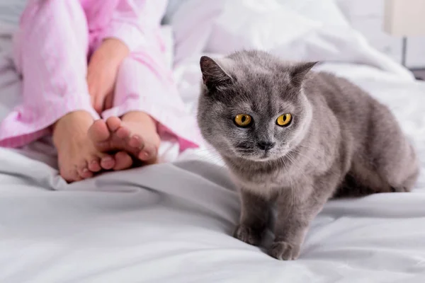 Cropped shot of woman with britain shorthair cat on bed at home — Stock Photo