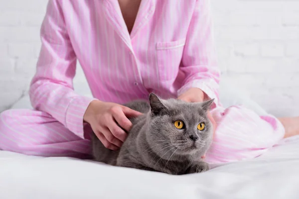 Tiro cortado de mulher com gato bretanha shorthair na cama em casa — Fotografia de Stock