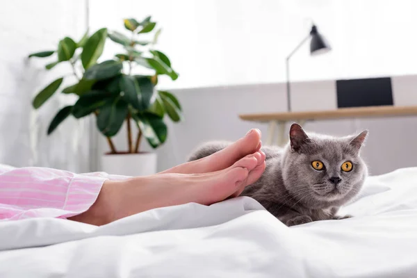 Tiro cortado de mulher com gato bretanha shorthair na cama em casa — Fotografia de Stock