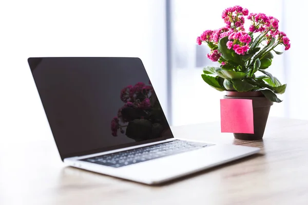 Primer plano de la computadora portátil con pantalla en blanco y flores en maceta con poste vacío en la mesa - foto de stock