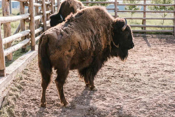 Vue rapprochée de deux bisons broutant dans le corral au zoo — Photo de stock