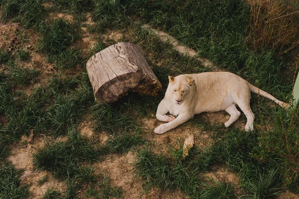 Підвищений вид на левицю, що лежить на траві в зоопарку — стокове фото