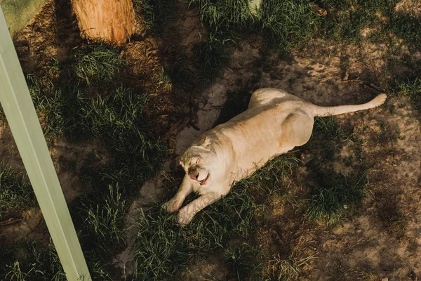 Підвищений вид на левицю, що лежить на траві в зоопарку — стокове фото