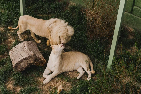 Vista de alto ángulo de león y leona frotando cabezas en el zoológico - foto de stock