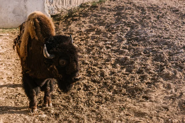 Vista de perto do pastoreio de bisões no solo no zoológico — Fotografia de Stock
