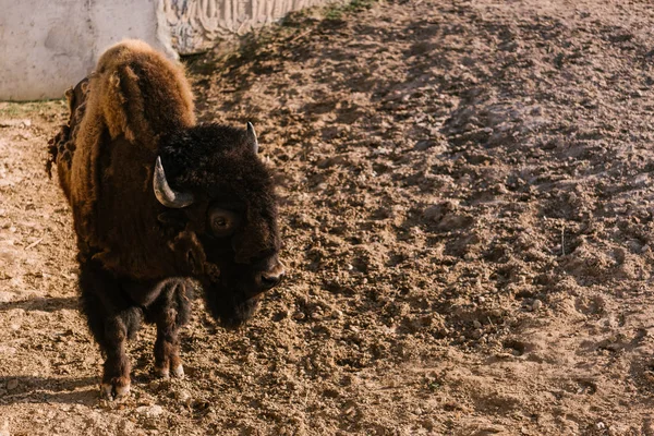 Closeup view of bison grazing on ground at zoo — Stock Photo