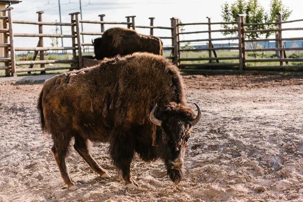 Vue rapprochée des bisons broutant dans le corral au zoo — Photo de stock