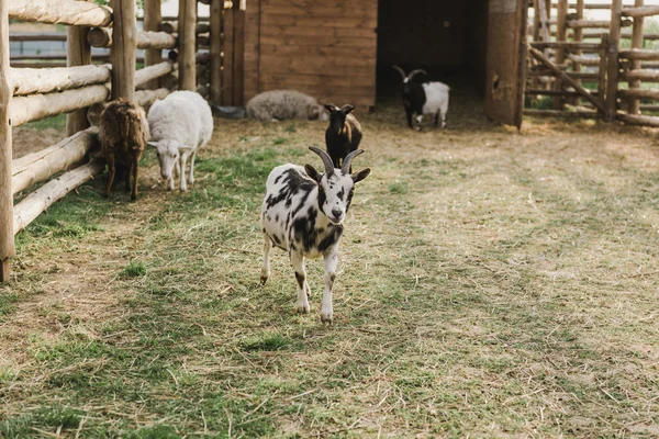 Vista frontale di capre e pecore al pascolo a terra in recinto con recinzione in legno in azienda agricola — Foto stock