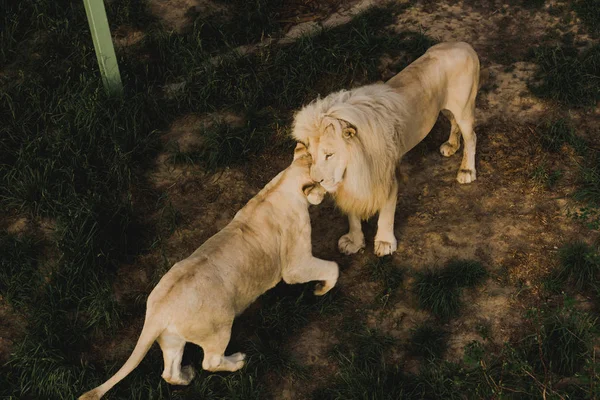 Vista de alto ángulo de león y leona frotando cabezas en el zoológico - foto de stock