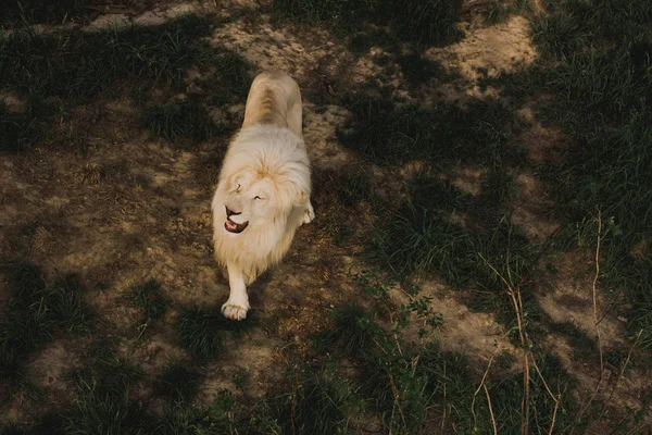 Підвищений вид на лева, що йде на трав'янистій землі в зоопарку — стокове фото