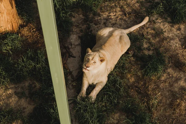 Aus der Vogelperspektive: Löwin liegt auf Gras und blickt in Kamera im Zoo — Stockfoto