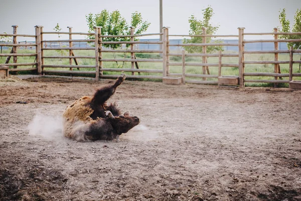 Vorderansicht von Bisons, die im Gehege des Zoos auf dem Boden liegen — Stockfoto