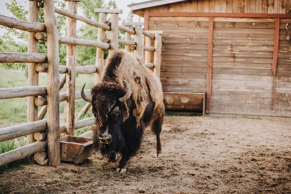 Vue rapprochée du pâturage des bisons dans le corral au zoo — Photo de stock
