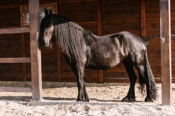 Seitenansicht des schönen schwarzen Pferdes, das im Gehege des Zoos steht — Stockfoto