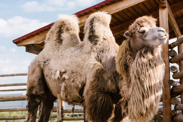 Vue rapprochée de deux chameaux à bosse debout dans le corral au zoo — Photo de stock