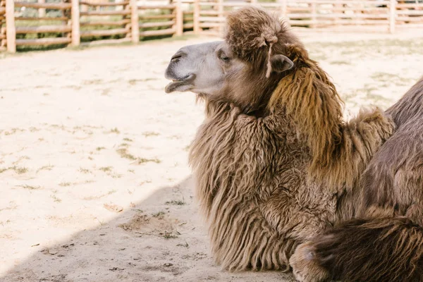 Side view of camel sitting on ground in corral at zoo — Stock Photo