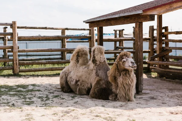 Передний вид двух горбатых верблюдов, сидящих на земле в загоне в зоопарке — стоковое фото