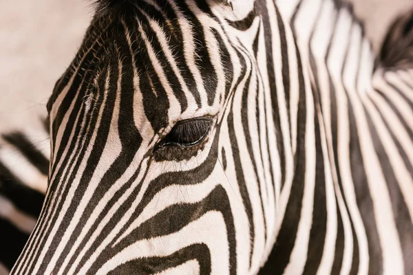 Close up shot of zebra muzzle on blurred background at zoo — Stock Photo
