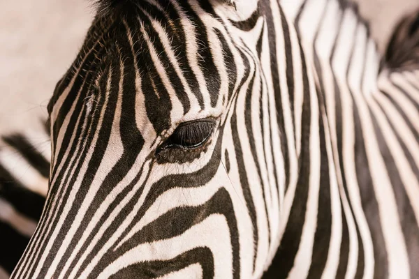 Gros plan du museau de zèbre sur fond flou au zoo — Photo de stock