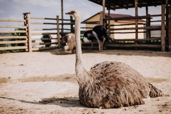 Gros plan de l'autruche assise sur le sol dans le corral au zoo — Photo de stock