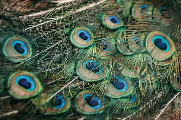 Close up view of peacock beautiful colorful feathers — Stock Photo