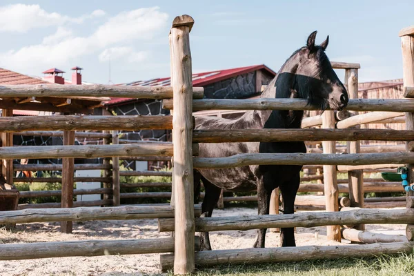 Image rapprochée du cheval debout près d'une clôture en bois dans le corral au zoo — Photo de stock