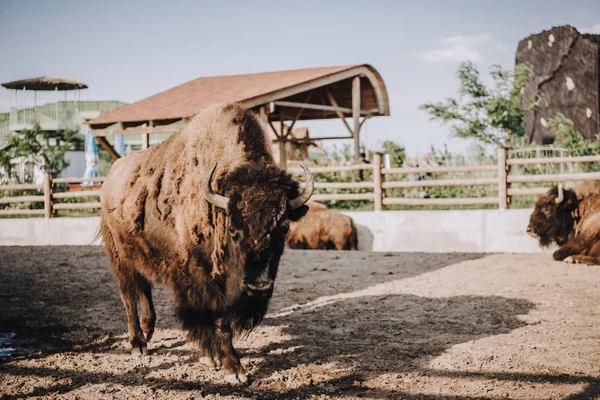 Vista da vicino dei bisonti che pascolano in un recinto allo zoo — Foto stock