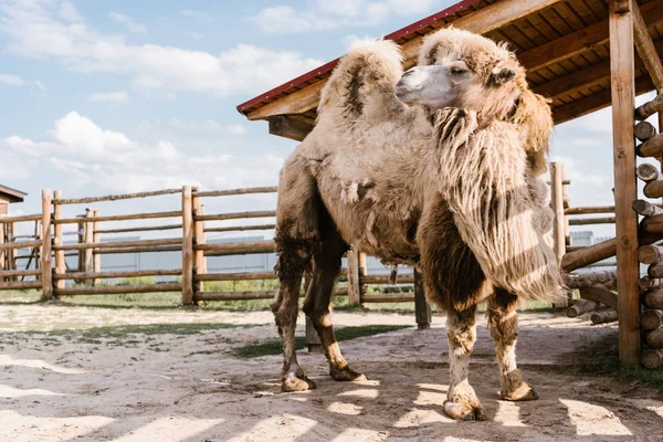 Vue rapprochée de deux chameaux à bosse debout dans le corral au zoo — Photo de stock
