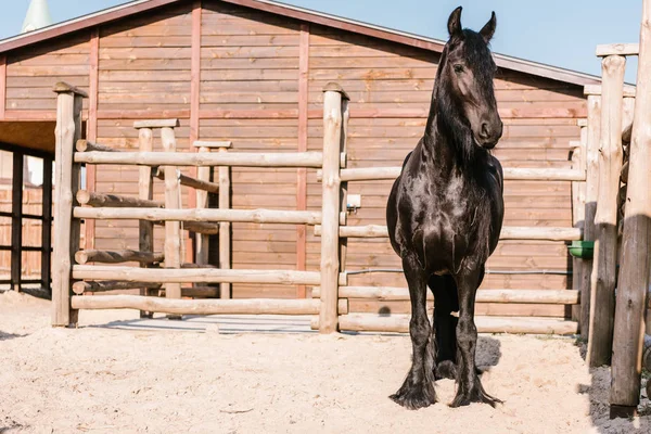 Vorderansicht eines schwarzen Pferdes, das vor einem Holzzaun im Gehege des Zoos steht — Stockfoto