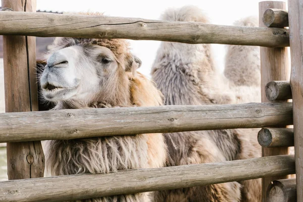 Gros plan de deux chameaux à bosse debout près d'une clôture en bois dans le corral au zoo — Photo de stock