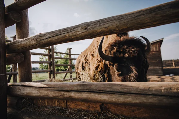 Vista da vicino del bisonte che mangia erba secca in un recinto allo zoo — Foto stock