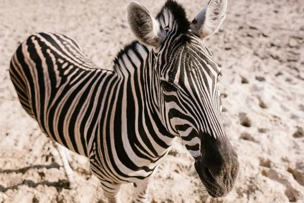 Vista ad alto angolo di zebra in piedi a terra allo zoo — Foto stock