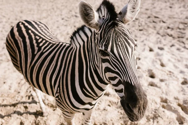 Vue grand angle du zèbre debout sur le sol au zoo — Photo de stock