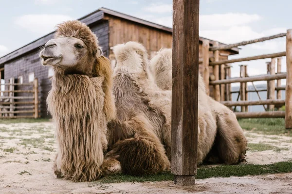 Vista de cerca de dos camello jorobado sentado en el suelo en el corral en el zoológico - foto de stock