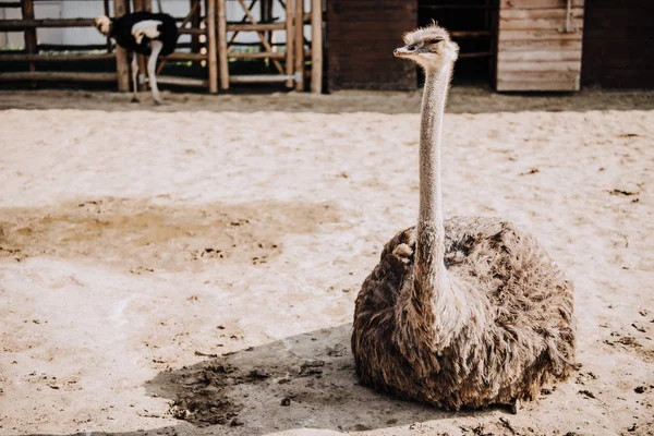 Close up tiro de avestruz sentado no chão em curral no zoológico — Fotografia de Stock