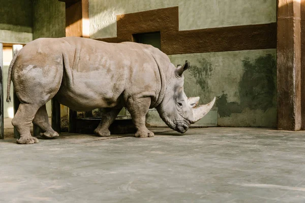 Vista lateral del rinoceronte blanco en peligro de extinción en el zoológico - foto de stock