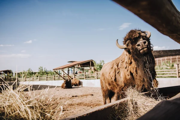 Vue rapprochée du pâturage des bisons dans le corral avec deux autres bisons derrière au zoo — Photo de stock