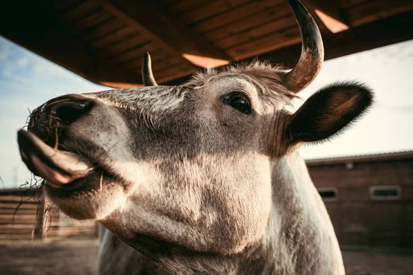 Nahaufnahme einer Kuh, die trockenes Gras im Gehege des Zoos frisst — Stockfoto