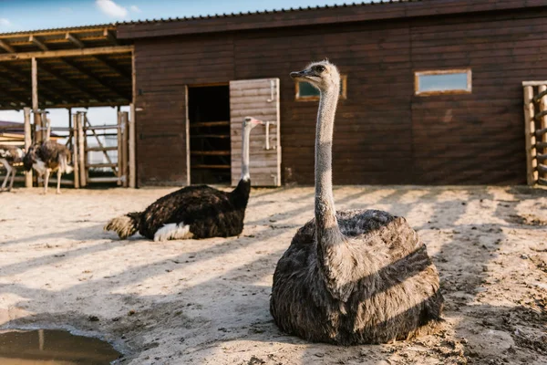 Close up image of ostriches sitting on ground in corral at zoo — Stock Photo