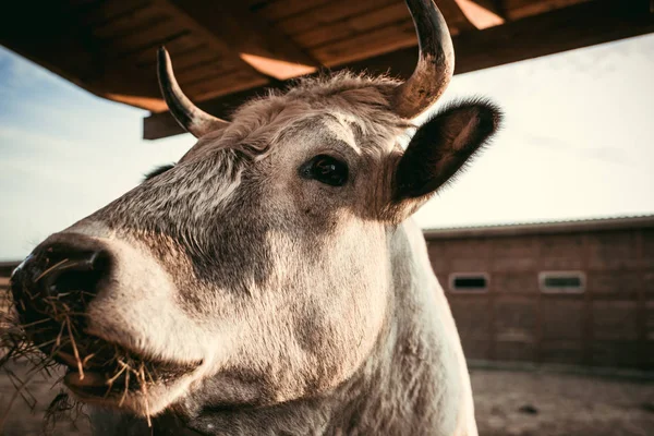 Vista da vicino della mucca che mangia erba secca in un recinto allo zoo — Foto stock