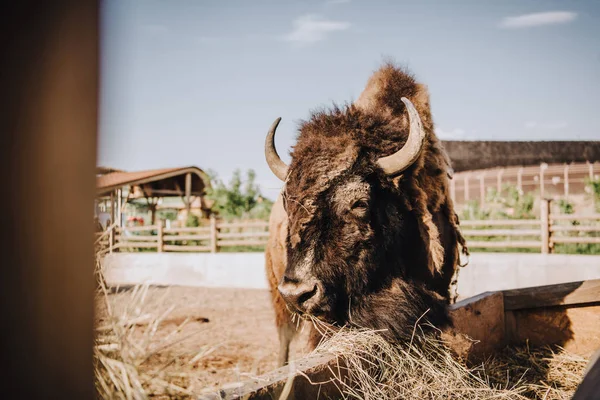 Vue rapprochée de bisons mangeant de l'herbe sèche dans le corral au zoo — Photo de stock