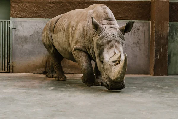 Vista de cerca del rinoceronte blanco en peligro de extinción en el zoológico - foto de stock