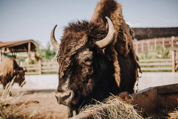 Vista de cerca del pastoreo de bisontes en corral en el zoológico - foto de stock