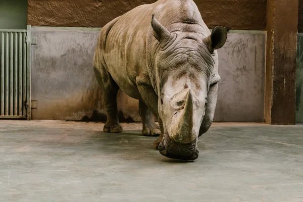 Vista frontal del rinoceronte blanco en peligro de extinción en el zoológico - foto de stock