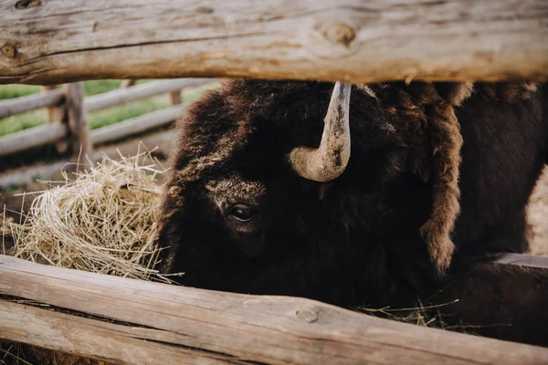 Close up image of bison eating dry grass in corral at zoo — Stock Photo