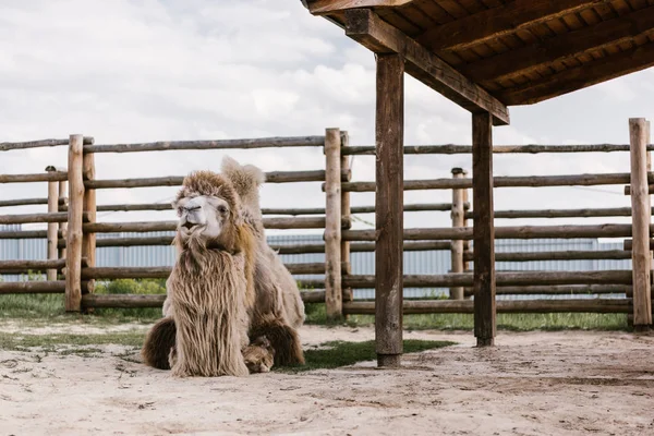 Vista frontal de dois camelos humped sentado no chão na frente de cerca de madeira no curral no zoológico — Fotografia de Stock